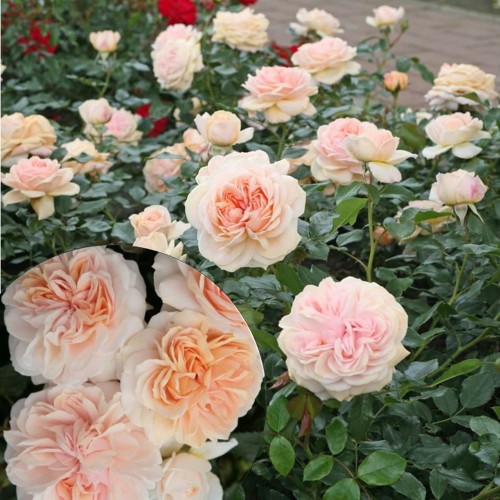 Rosa 'Garden of Roses' - Roos 'Garden of Roses' C3/3L